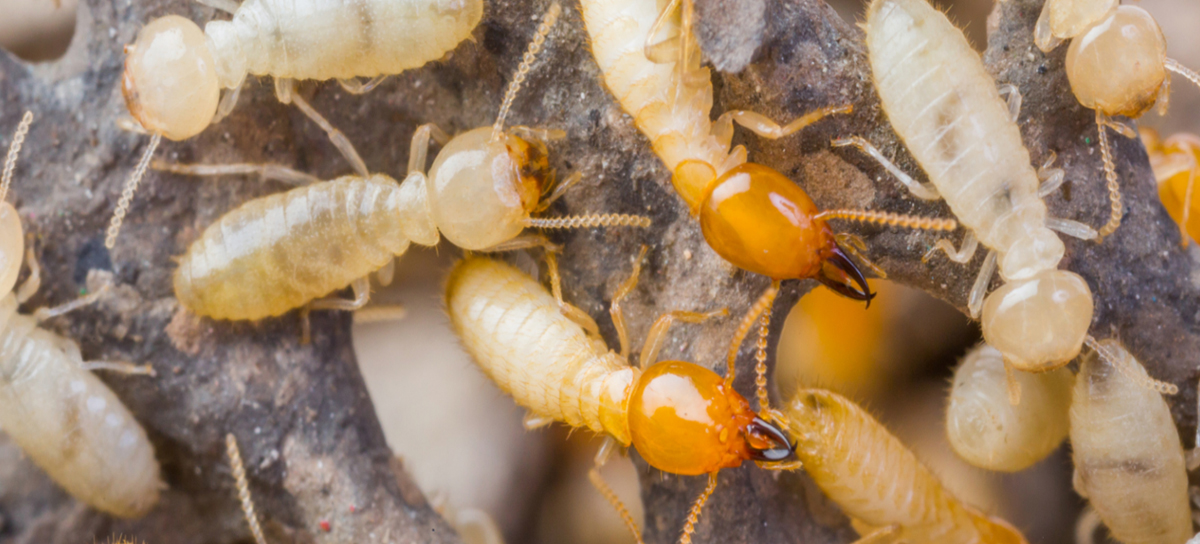 Cockroach Control Chembur